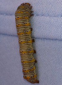 Beautiful Wood-nymph